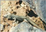 Animals from La Palma - Canary Island Lizard 2.jpg -- Western Canaries lizard (Gallotia galloti)