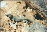 Animals from La Palma - Canary Island Lizard 3.jpg -- Western Canaries lizard (Gallotia galloti)