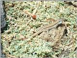 Animals from La Palma - Canary Island Lizard 4.jpg -- Western Canaries lizard (Gallotia galloti)