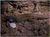 Lizards - Canary Island Lizard 1.jpg -- Western Canaries lizard (Gallotia galloti)?