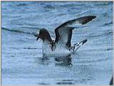 Re: Request: petrels - cape pigeon1.jpg