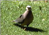 Re: Doves - Cape Turtle Dove