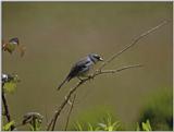 Birds from Europe and the rest of the world - Chaffinch Azores.jpg