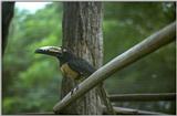 Re: Request Toucan Pics - collared aracari.jpg