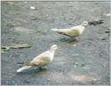Birds from Holland - Collared turtle dove