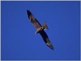 Birds from Europe and the rest of the world - Black Kite