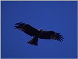 Birds from Europe and the rest of the world - Black Kite