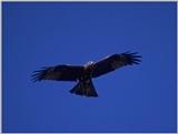 Birds from Europe and the rest of the world - Black Kite