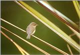 Animals from La Palma - chiffchaff1.jpg -- Canary Islands Chiffchaff (Phylloscopus canariensis)