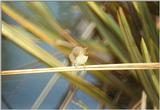 Animals from La Palma - chiffchaff2.jpg -- Canary Islands Chiffchaff (Phylloscopus canariensis)