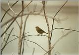 Animals from La Palma - chiffchaff3.jpg -- Canary Islands Chiffchaff (Phylloscopus canariensis)