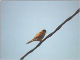 Animals from La Palma - common kestrel.jpg