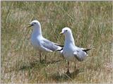 Mew Gulls - mew gulls.jpg