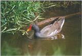 Birds from Holland - moorhen.jpg