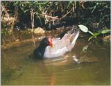 Birds from Holland - moorhen2.jpg