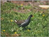 Birds from Holland - moorhen3.jpg