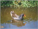 Birds from Holland - moorhen4.jpg