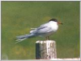 Birds from Holland - common tern.jpg