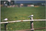 Birds from Holland - common terns.jpg