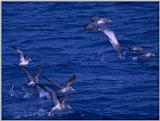 ...Birds from Europe and the rest of the world - Cory's Shearwater (Calonectris diomedea) - CorysSh