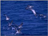 Re: Request: petrels - Cory's Shearwater (Calonectris diomedea) - corys shearwaters.jpg