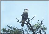 Birds from Europe and the rest of the world - caracara.jpg