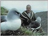 Grey-headed Albatross - david and albatrosses 1.jpg