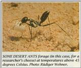Re: Greetings and salutations to all - desert ant.jpg