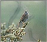 Birds from Holland - dunnock.jpg