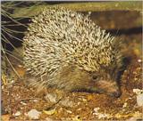 Re: Hedgehogs - egel.jpg -- West European Hedgehog (Erinaceus europaeus)