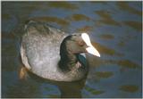 Birds from Holland - coot.jpg