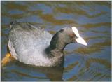 Birds from Holland - coot2.jpg