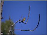 Birds from Europe and the rest of the world - European Serin, Serinus serinus