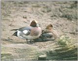 Birds from Holland - Eurasian Wigeon - european wigeons.jpg