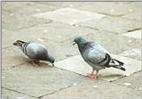 Animals from La Palma - pigeons3.jpg