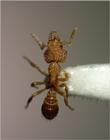 Re: Greetings and salutations to all - ants 35xd mid.jpg