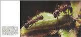 Re: Greetings and salutations to all - ants and caterpillar.jpg