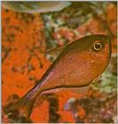 Re: Looking for Caribbean Tropical Fish the more colorful the better - glassy sweeper.jpg