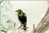 Birds from El Paso Birdpark - glossy starling4.jpg