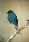 Birds from El Paso Birdpark - glossy starling5.jpg