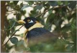 Birds from El Paso Birdpark - unknown starling2.jpg