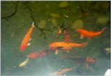 Fishes - goldfish1.jpg