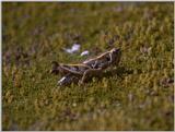 Re: req: insect pix - grasshopper.jpg