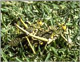 Re: req: insect pix - grasshoppers.jpg