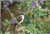 Birds from El Paso Birdpark - flycatcher1.jpg