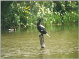 Birds from Holland - cormorant.jpg