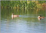 Birds from Holland - great crested grebes.jpg