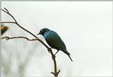 Birds from El Paso Birdpark - glossy starling1.jpg