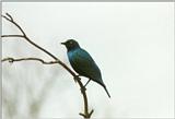 Birds from El Paso Birdpark - glossy starling2.jpg