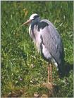 Birds from Holland - grey heron.jpg